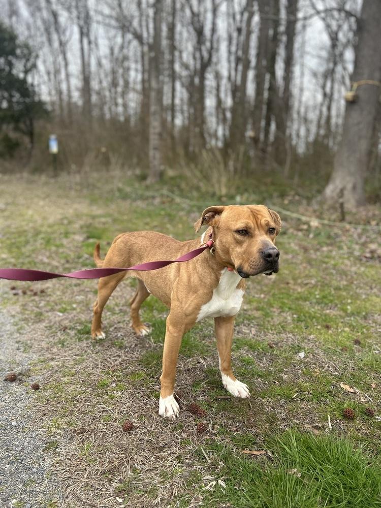 Enlarge DJ, a Adoptable mixed breed in Carrollton, VA image 1/6