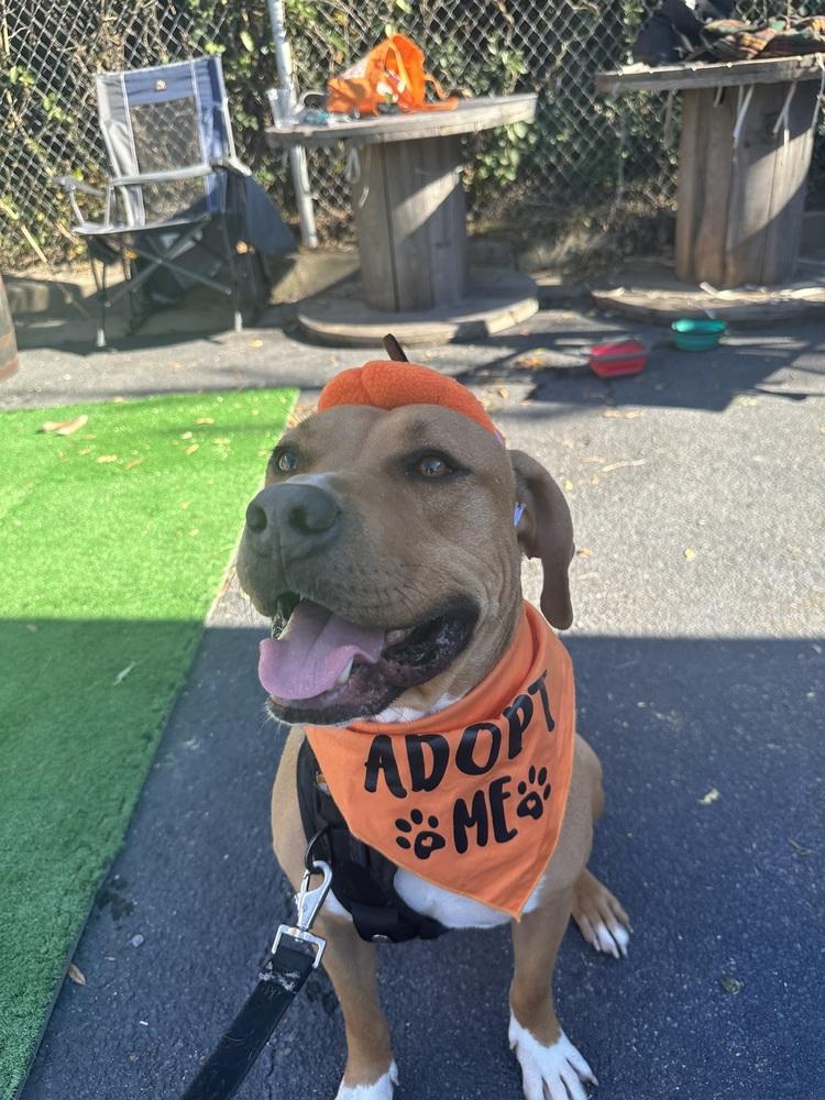 Enlarge DJ, a Adoptable mixed breed in Carrollton, VA image 3/6