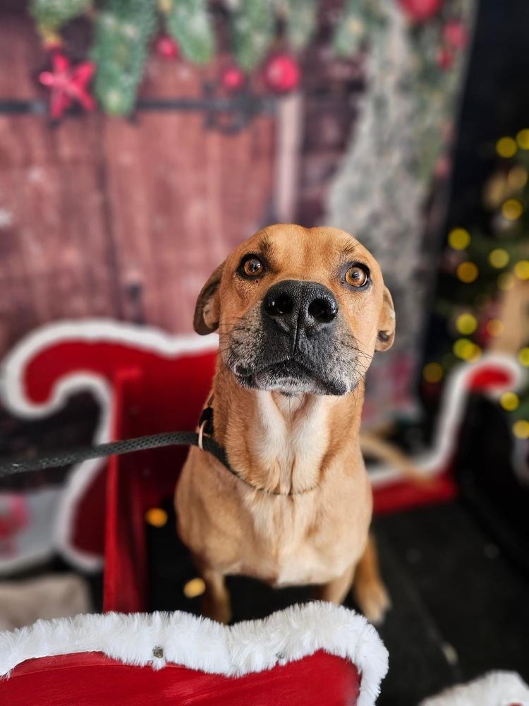 Enlarge DJ, a Adoptable mixed breed in Carrollton, VA image 4/6