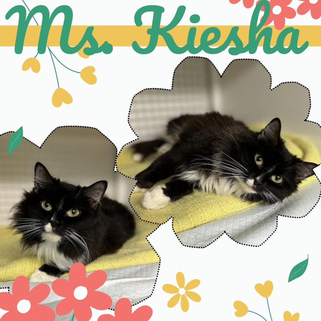 Ms. Keisha, an adopted Domestic Long Hair in College Park, MD image 1/3