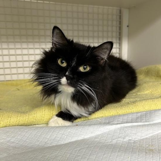 Ms. Keisha, an adopted Domestic Long Hair in College Park, MD image 3/3