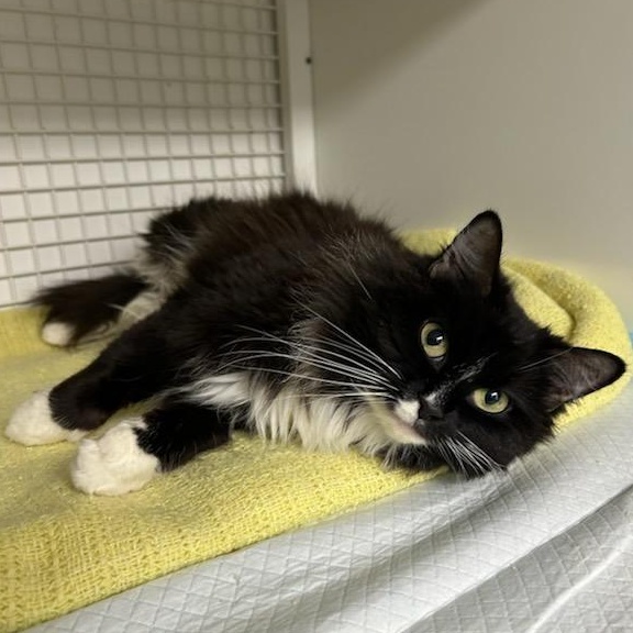 Ms. Keisha, an adopted Domestic Long Hair in College Park, MD image 2/3