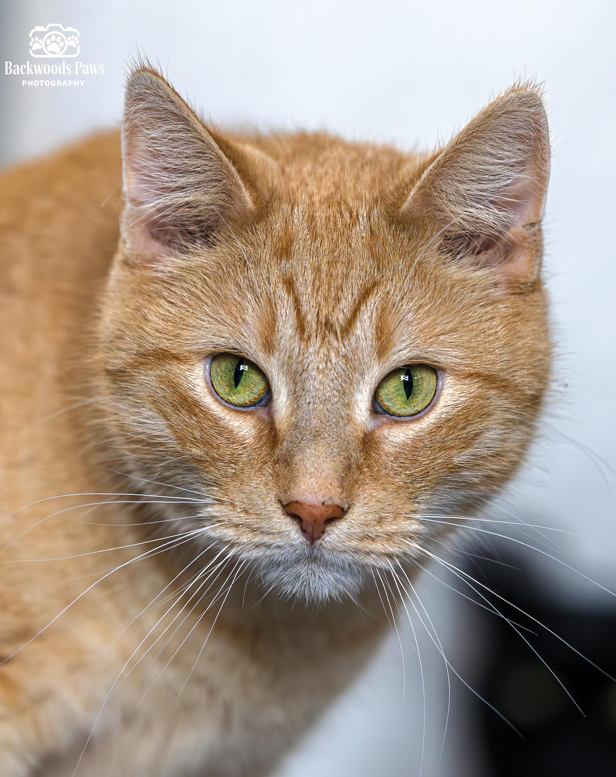 Enlarge Rick, a Adoptable Domestic Short Hair in Ocean City, NJ image 1/4