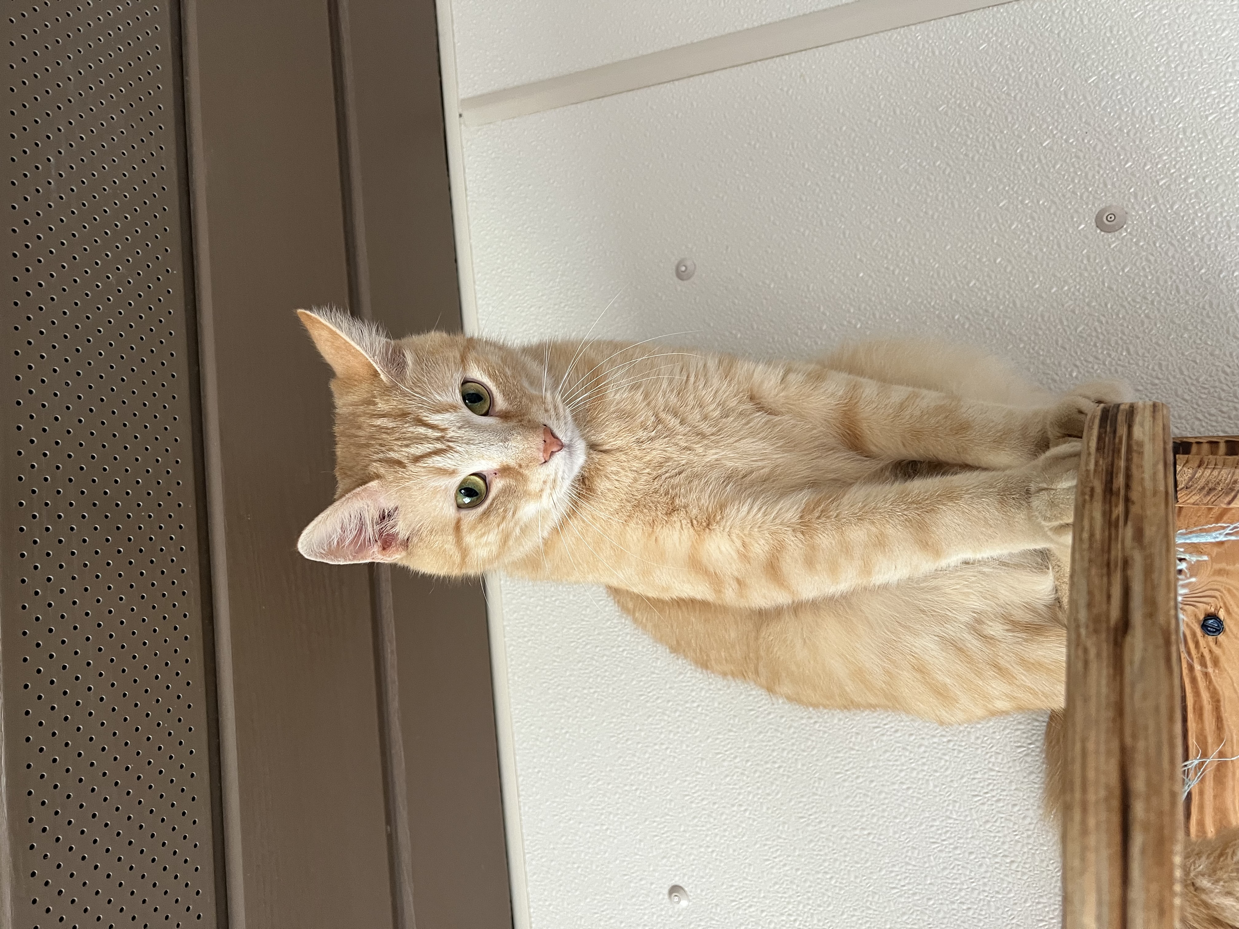 Rick, Adoptable, Young Male Domestic Short Hair.