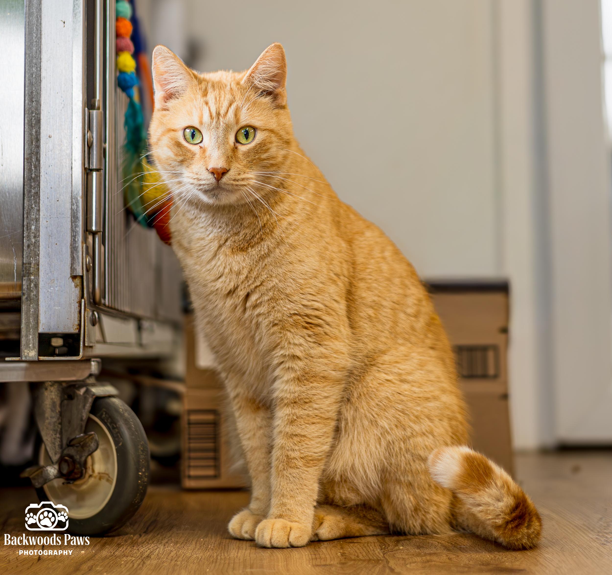 Enlarge Rick, a Adoptable Domestic Short Hair in Ocean City, NJ image 2/4