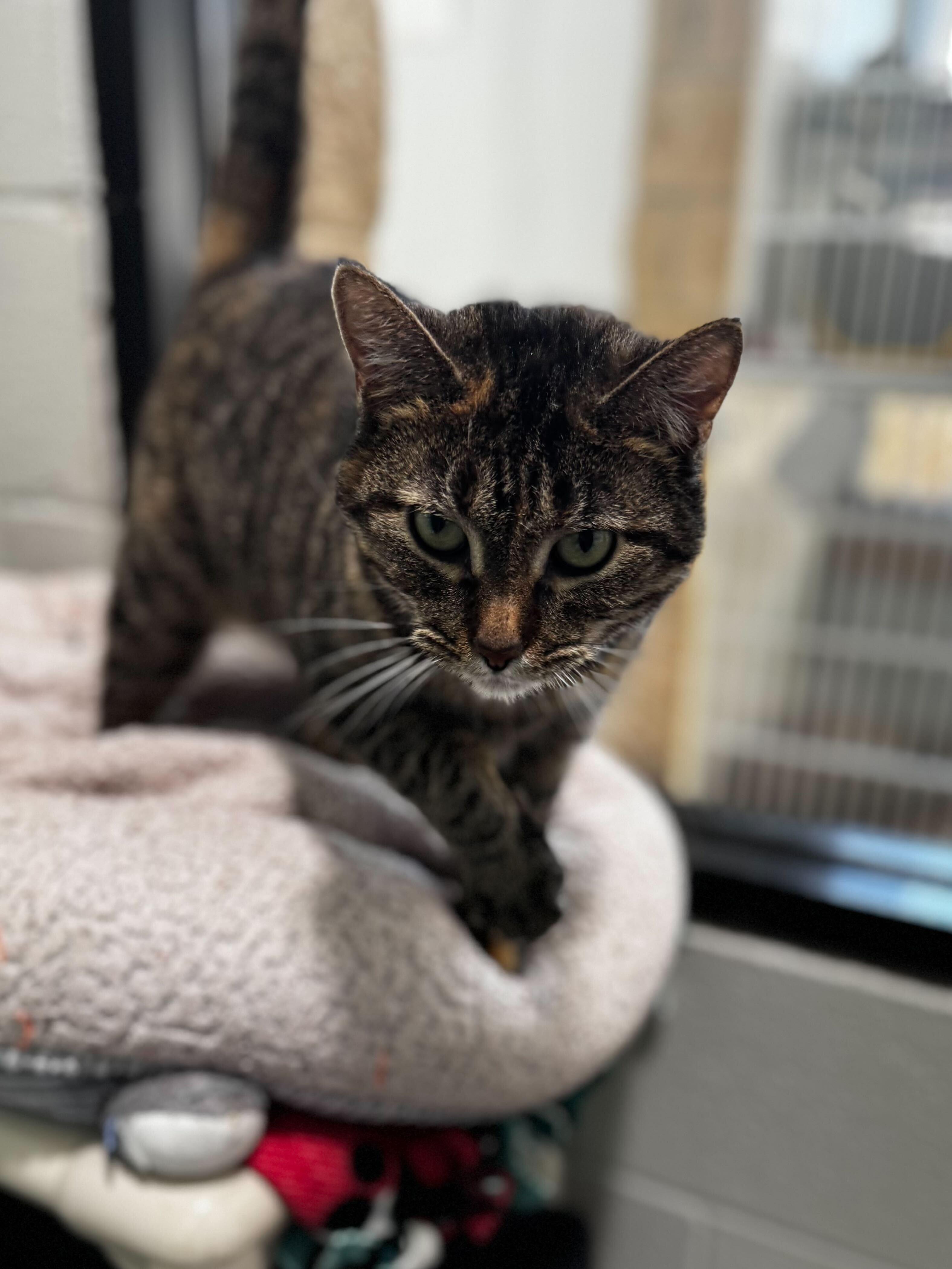 Enlarge Thumper, an adoptable Domestic Short Hair in Jackson, MI image 2/4