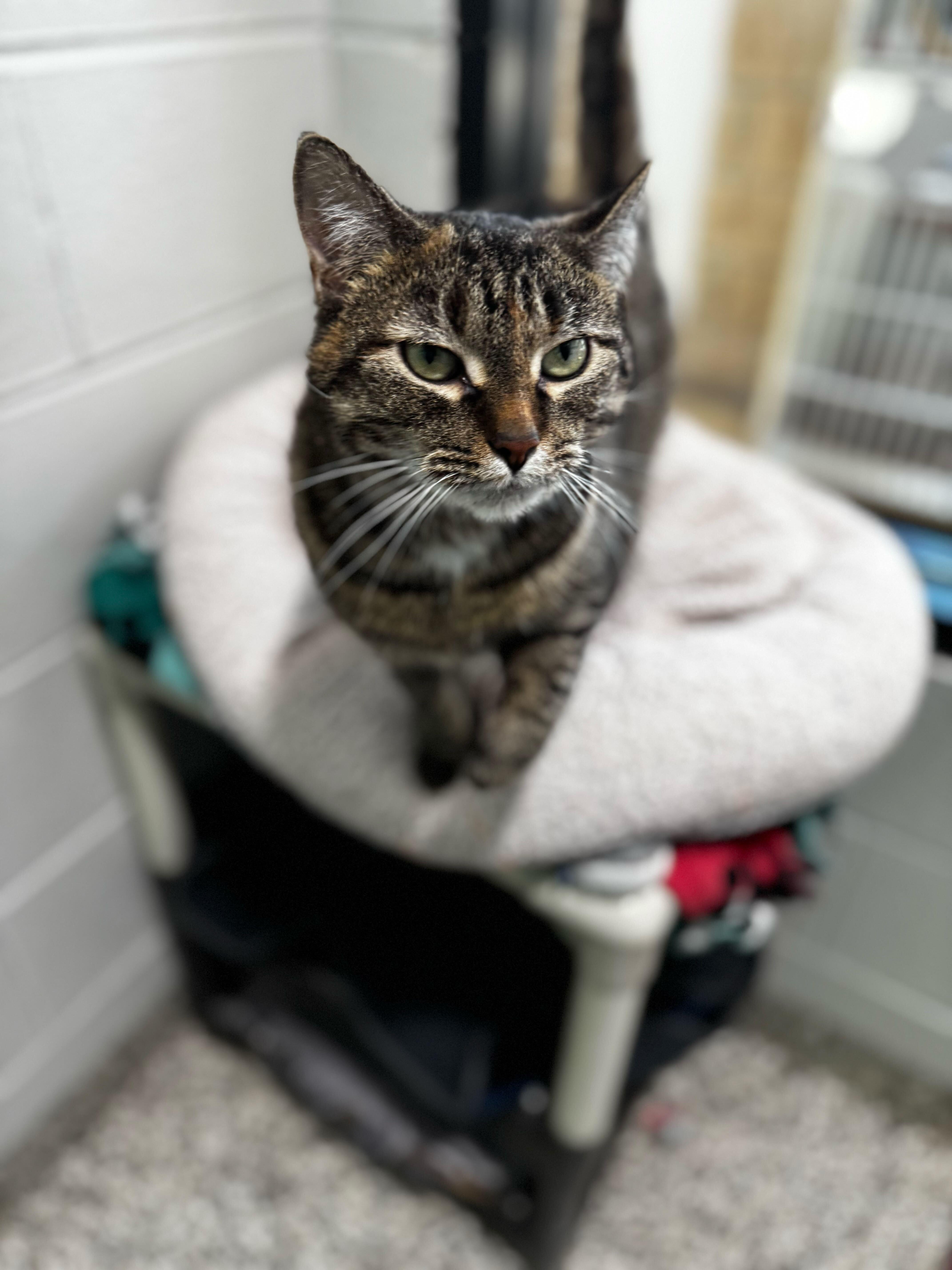 Enlarge Thumper, an adoptable Domestic Short Hair in Jackson, MI image 3/4