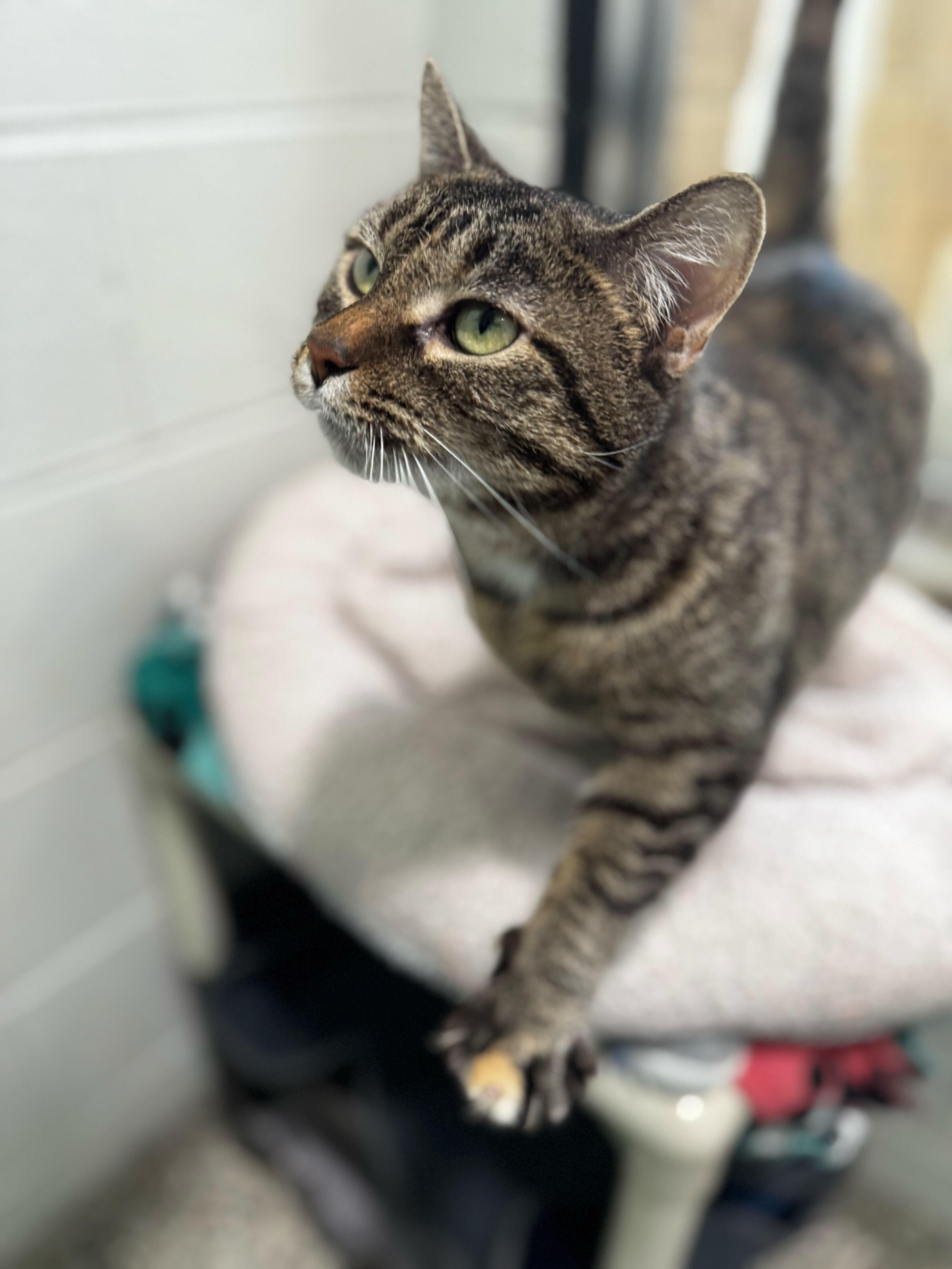Enlarge Thumper, an adoptable Domestic Short Hair in Jackson, MI image 4/4