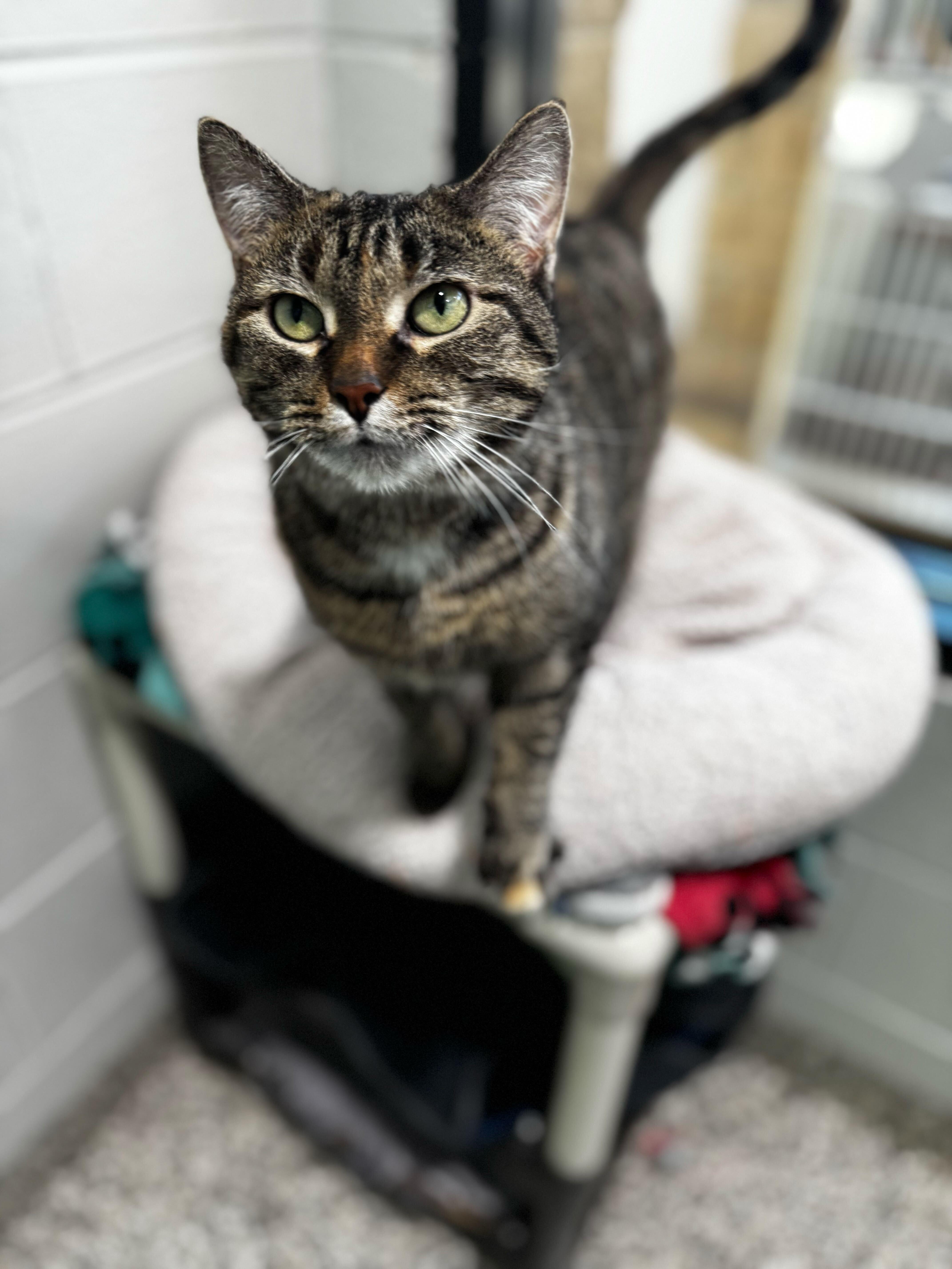 Enlarge Thumper, an adoptable Domestic Short Hair in Jackson, MI image 1/4