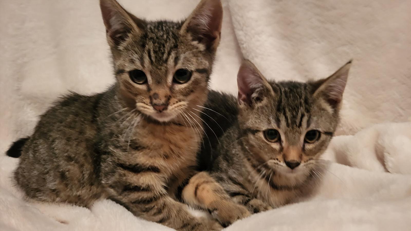 Sunny & Sardine, adopted, Kitten Male Tabby.