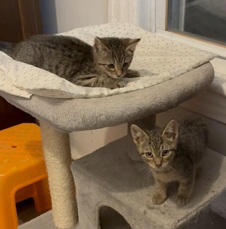 Enlarge Sunny & Sardine, an adopted Tabby in Closter, NJ image 2/4