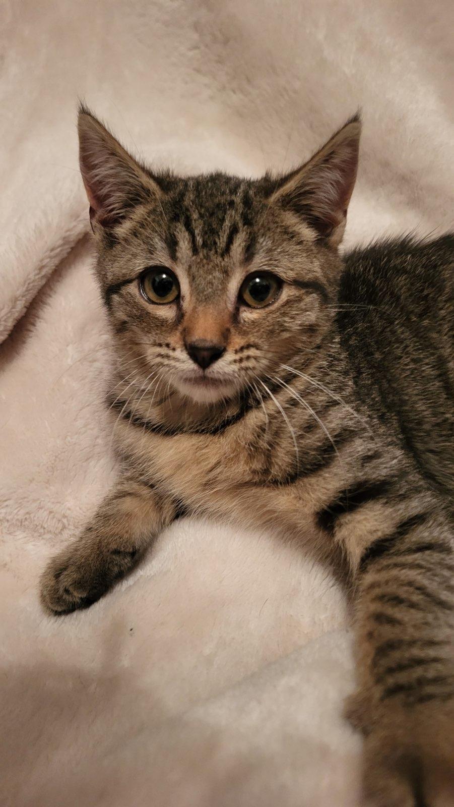 Enlarge Sunny & Sardine, an adopted Tabby in Closter, NJ image 4/4