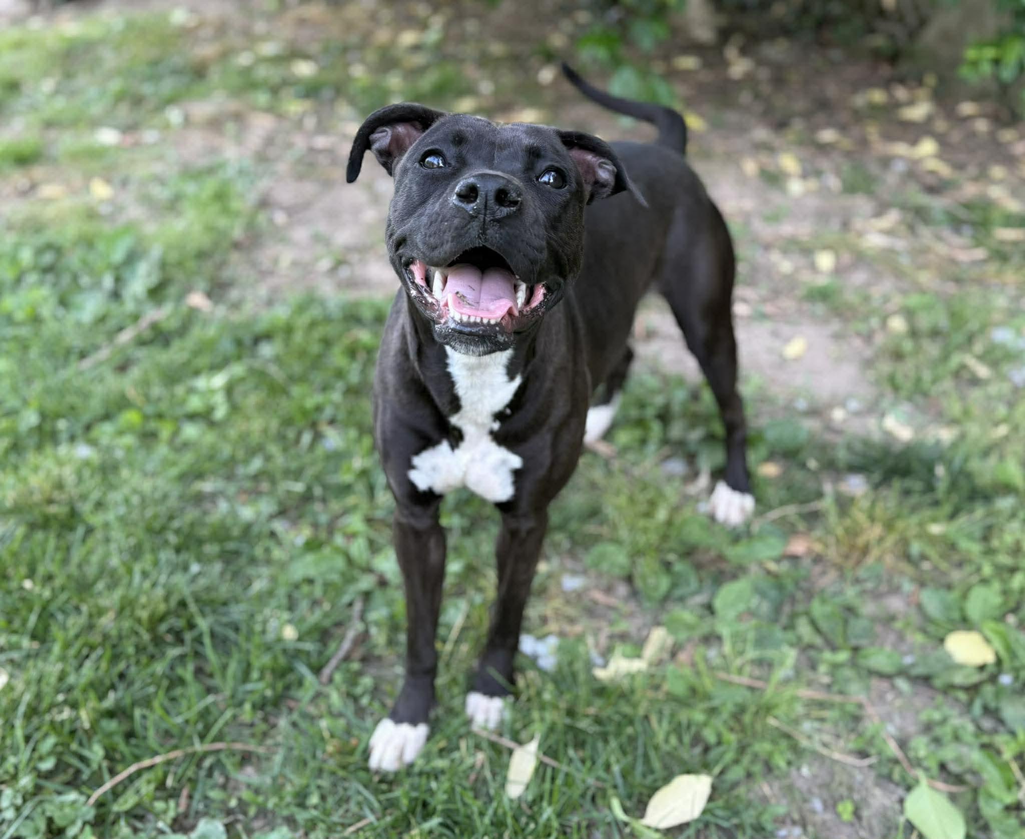 Enlarge Marilyn, a ADOPTABLE mixed breed in Leitchfield, KY image 2/2