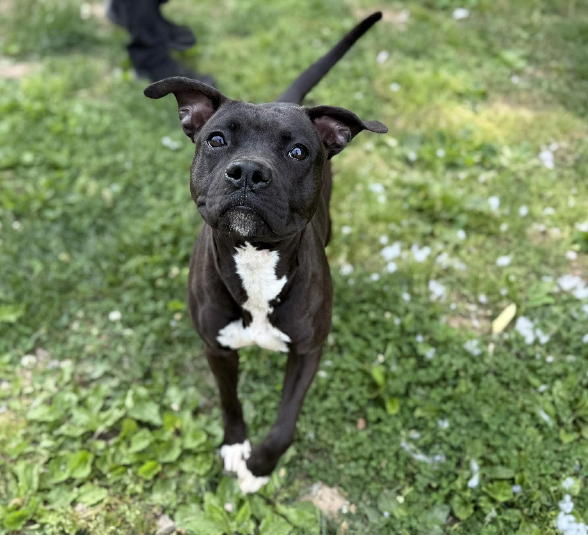 Marilyn, ADOPTABLE, Adult Female Mixed Breed.