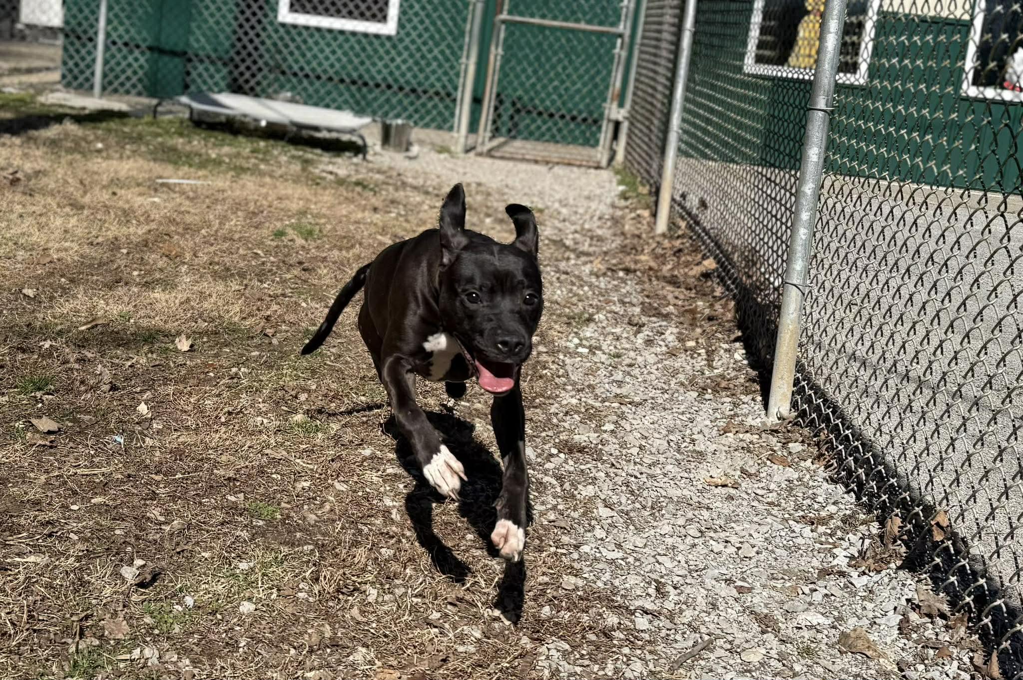 Enlarge Marilyn, a ADOPTABLE mixed breed in Leitchfield, KY image 3/3