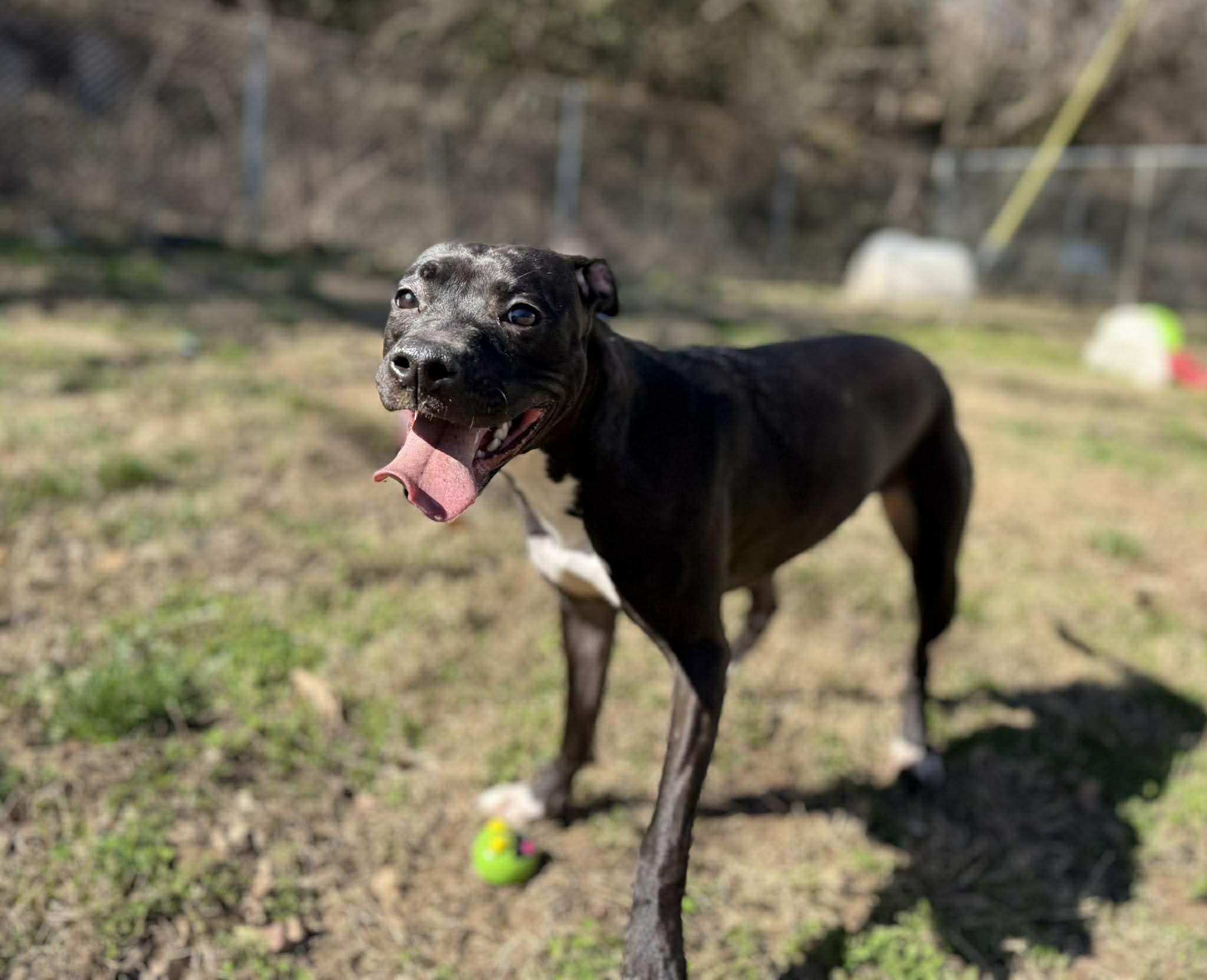 Enlarge Marilyn, a ADOPTABLE mixed breed in Leitchfield, KY image 2/3