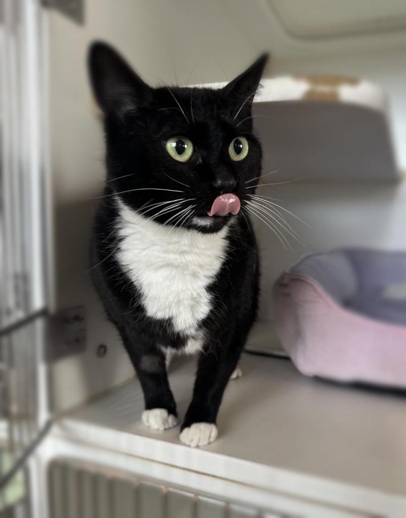 Stormy - Sponsored by River, Ben & Danny, Adoptable, Adult Female Domestic Short Hair.