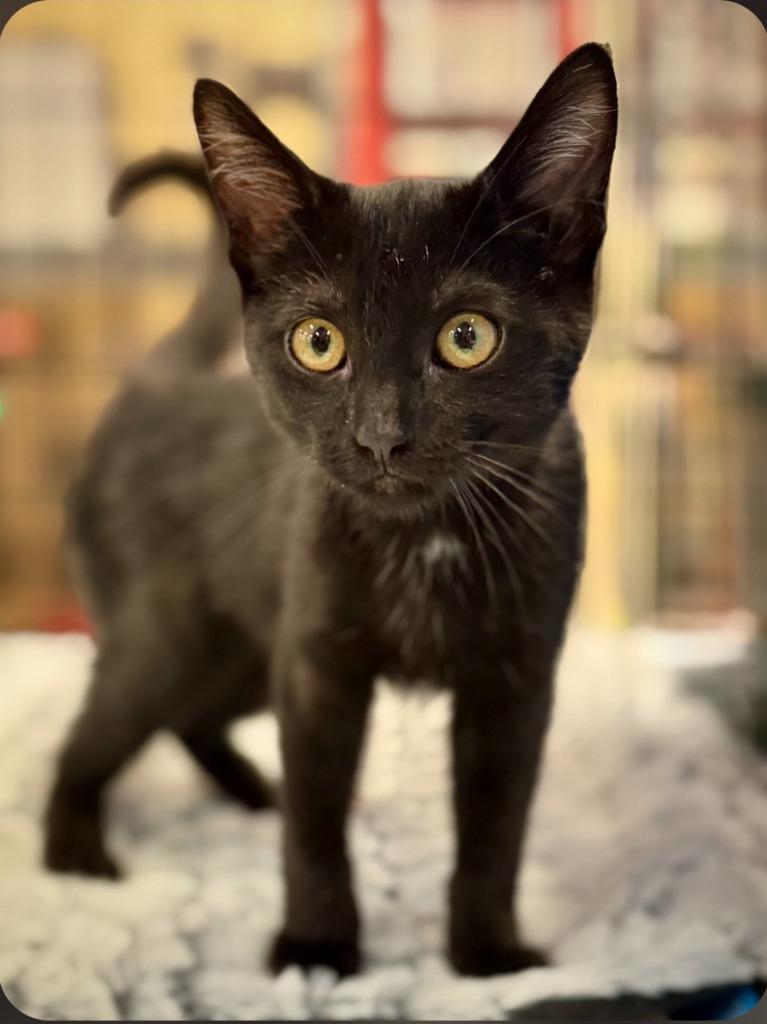 Coco, Adoptable, Kitten Female Domestic Short Hair.