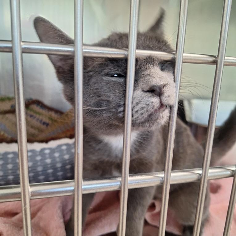 Candy, Adoptable, Young Female Domestic Short Hair.