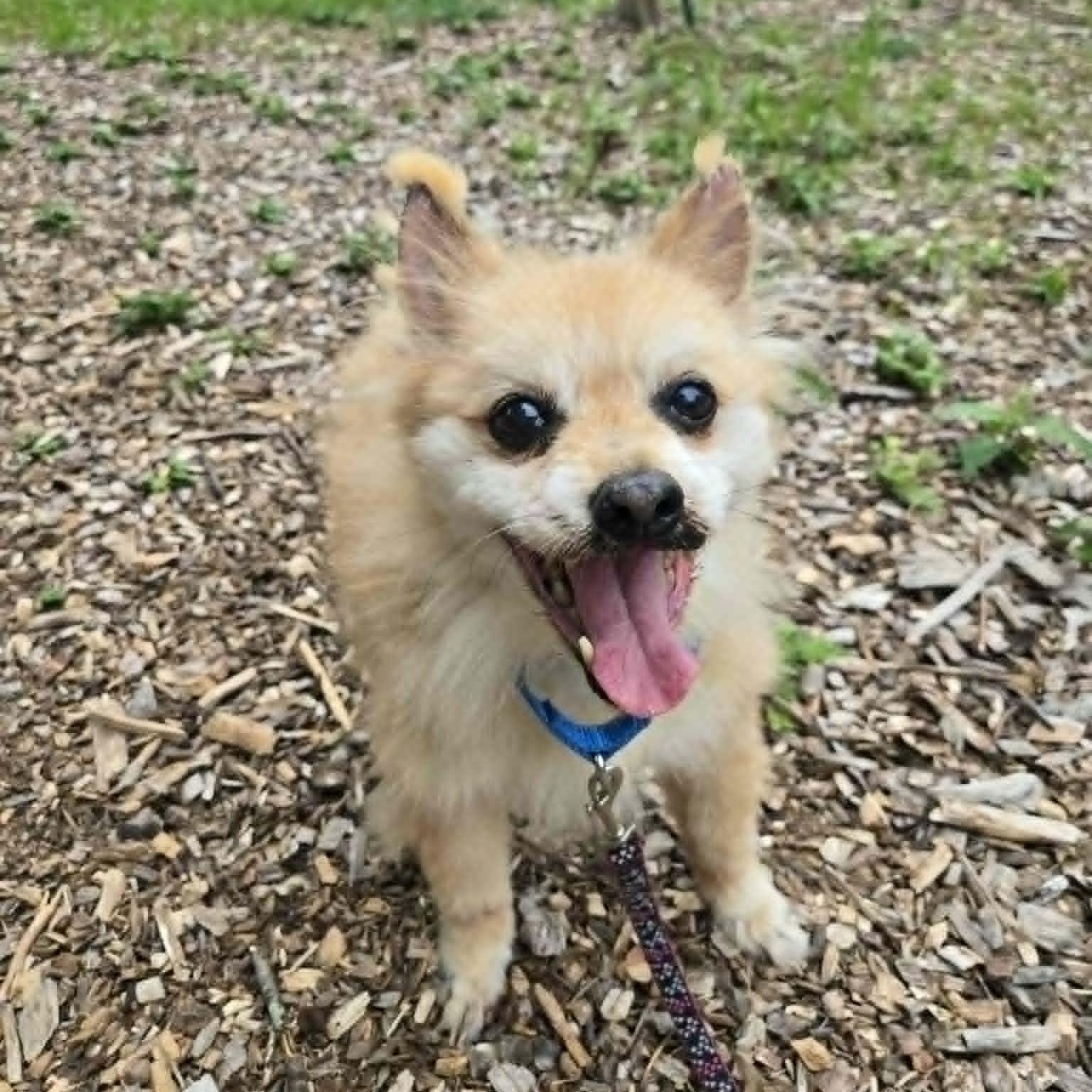 Brody, an adoptable mixed breed in Severn, MD image 4/6