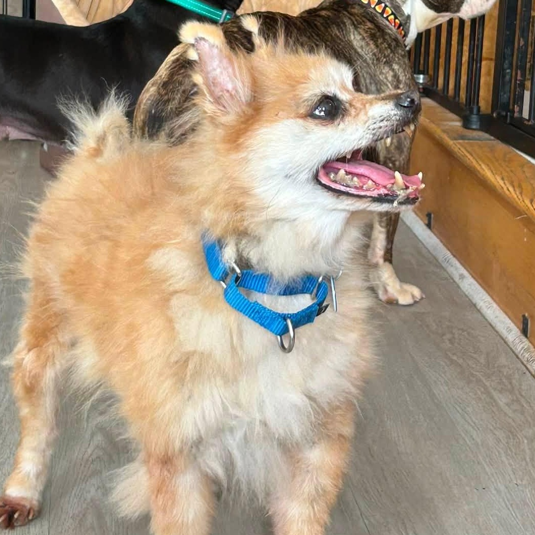 Brody, an adoptable mixed breed in Severn, MD image 2/6