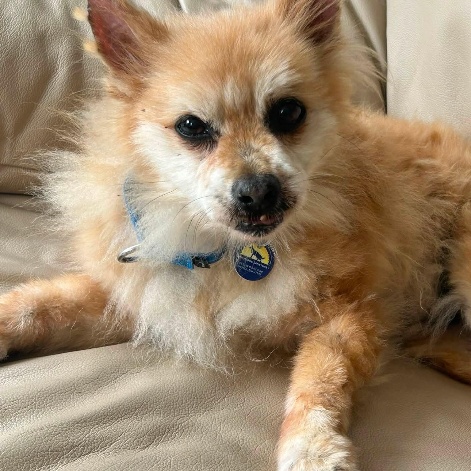 Brody, adoptable, Senior Male Mixed Breed & Pomeranian.