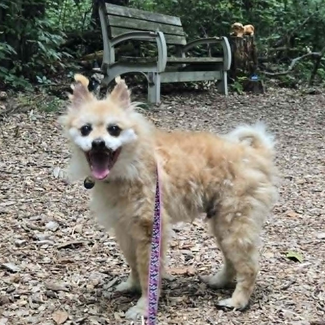 Brody, an adoptable mixed breed in Severn, MD image 5/6