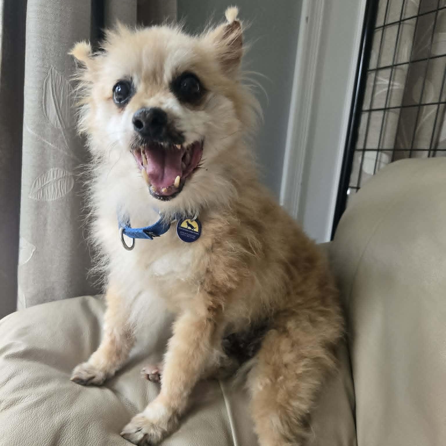 Brody, an adoptable mixed breed in Severn, MD image 3/6