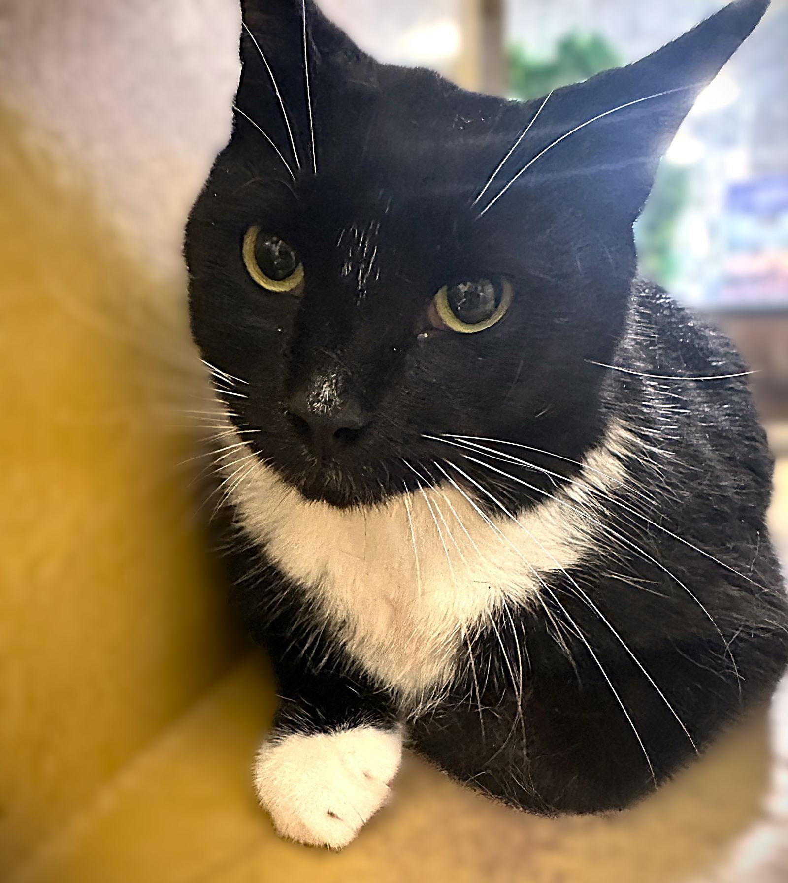 Enlarge Einie, a Adoptable Tuxedo in Fort Myers, FL image 1/1