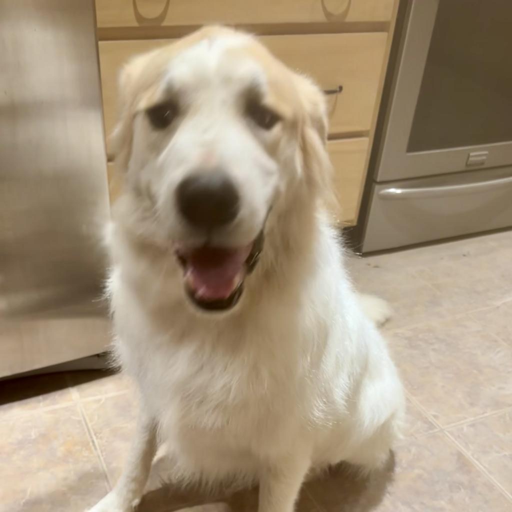 Alf, a Adoptable Great Pyrenees in Dallas, TX image 1/3