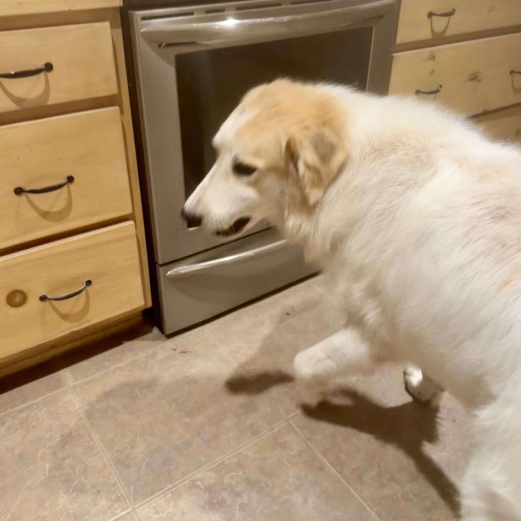 Alf, a Adoptable Great Pyrenees in Dallas, TX image 2/3