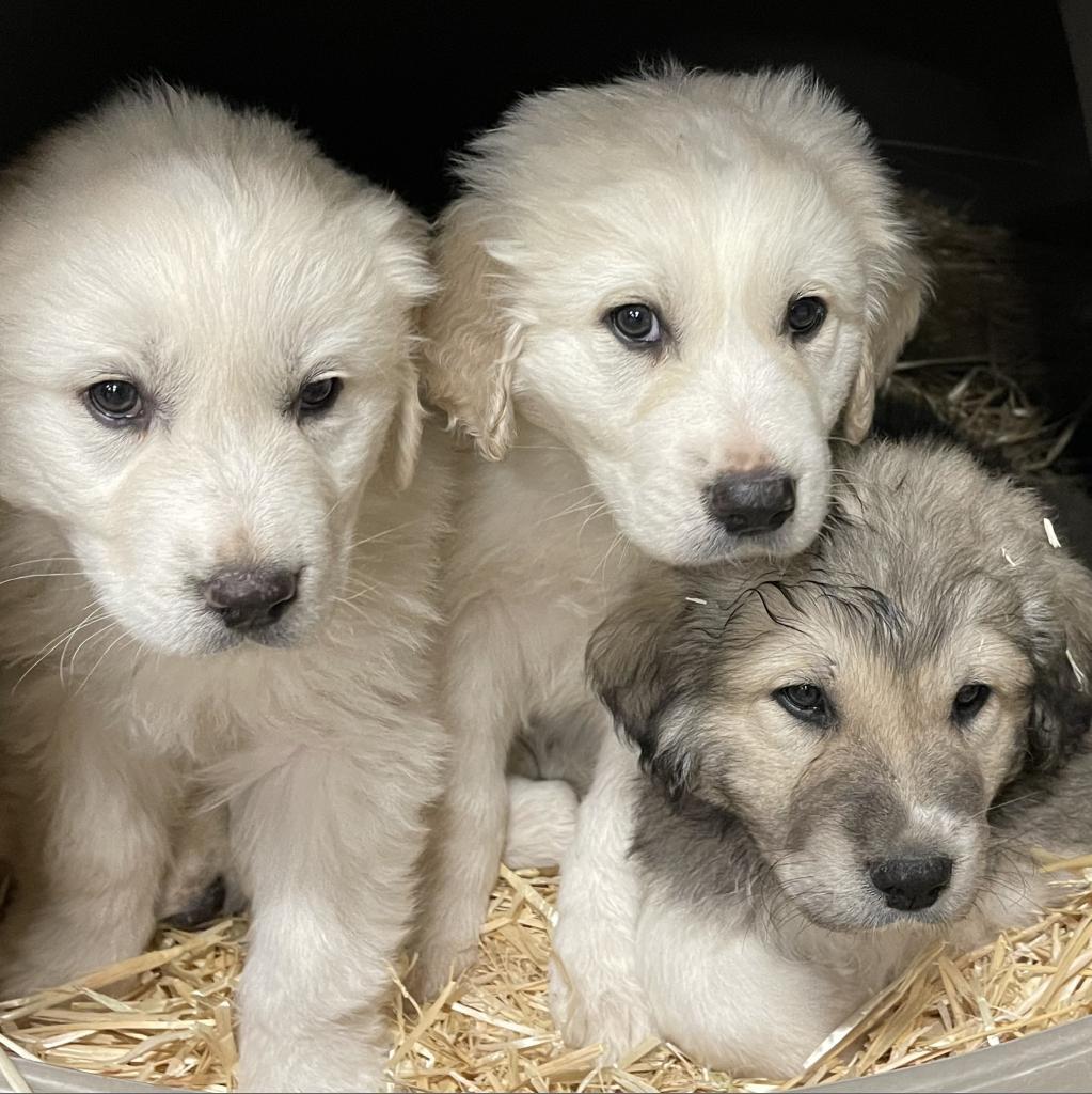 Alf, a Adoptable Great Pyrenees in Dallas, TX image 3/3