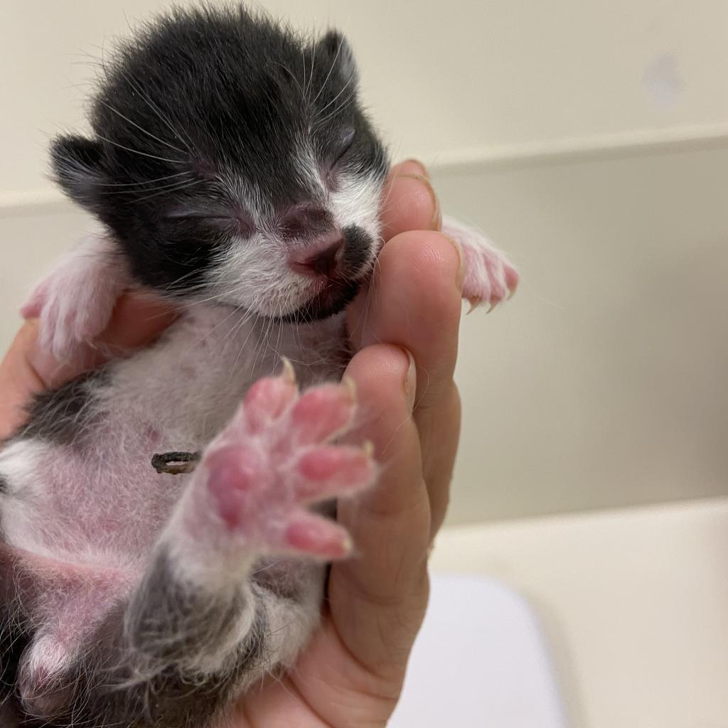 Blackbeard — thumbnail 2