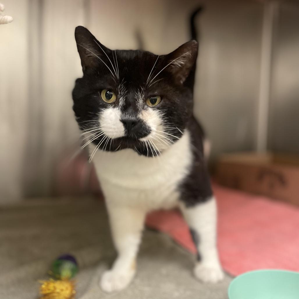 Blackbeard — thumbnail 3