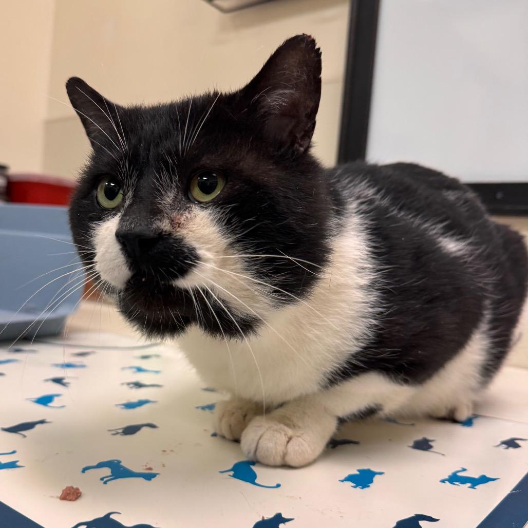 Blackbeard — thumbnail 4