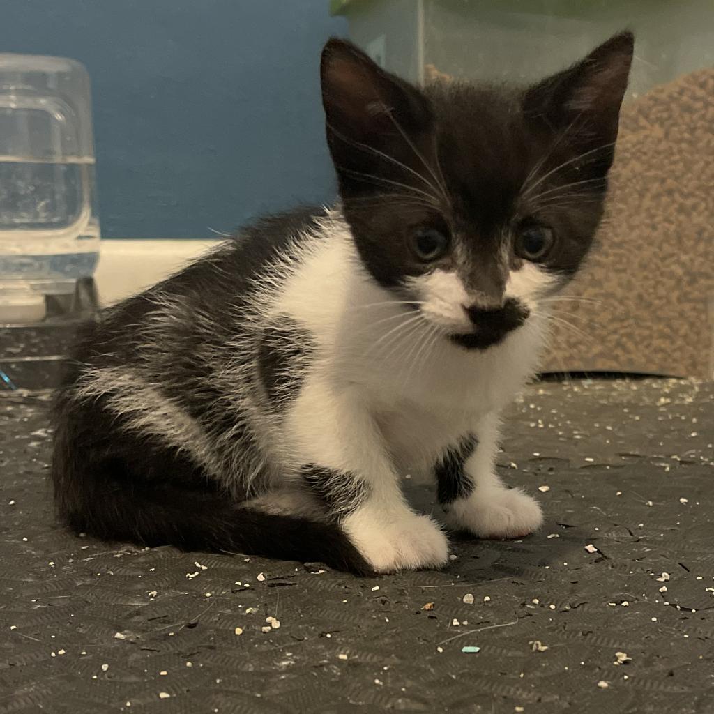 Blackbeard — thumbnail 5