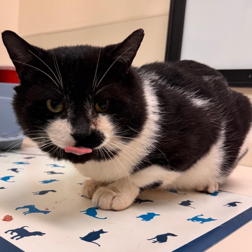 Blackbeard — thumbnail 6