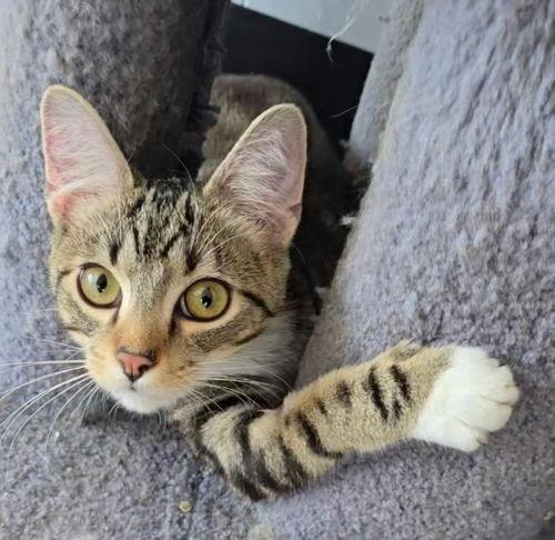 Merlina, Adoptable, Kitten Female Tabby.