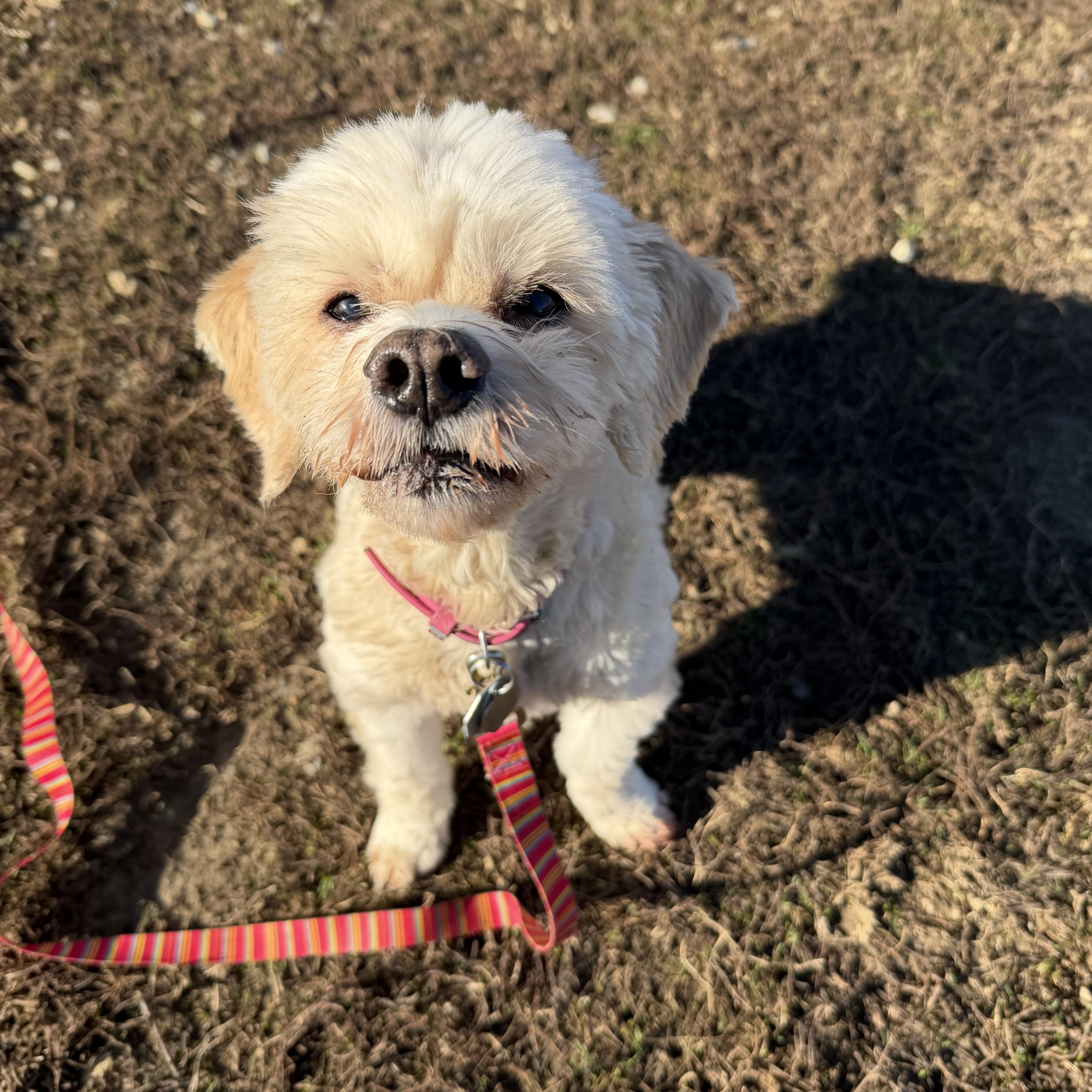 Enlarge Sophie, a Adoptable mixed breed in South Charleston, OH image 5/6