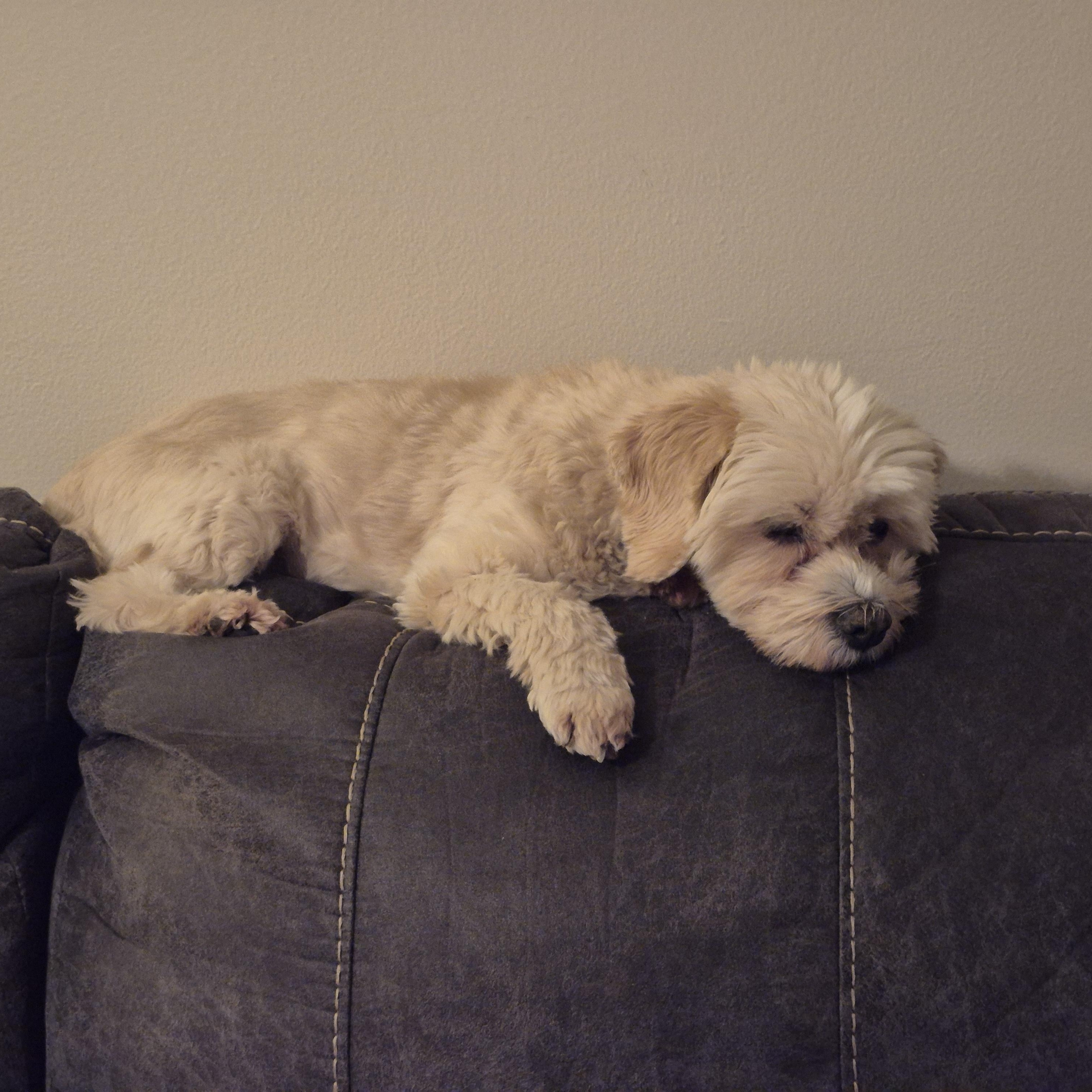 Enlarge Sophie, a Adoptable mixed breed in South Charleston, OH image 4/6