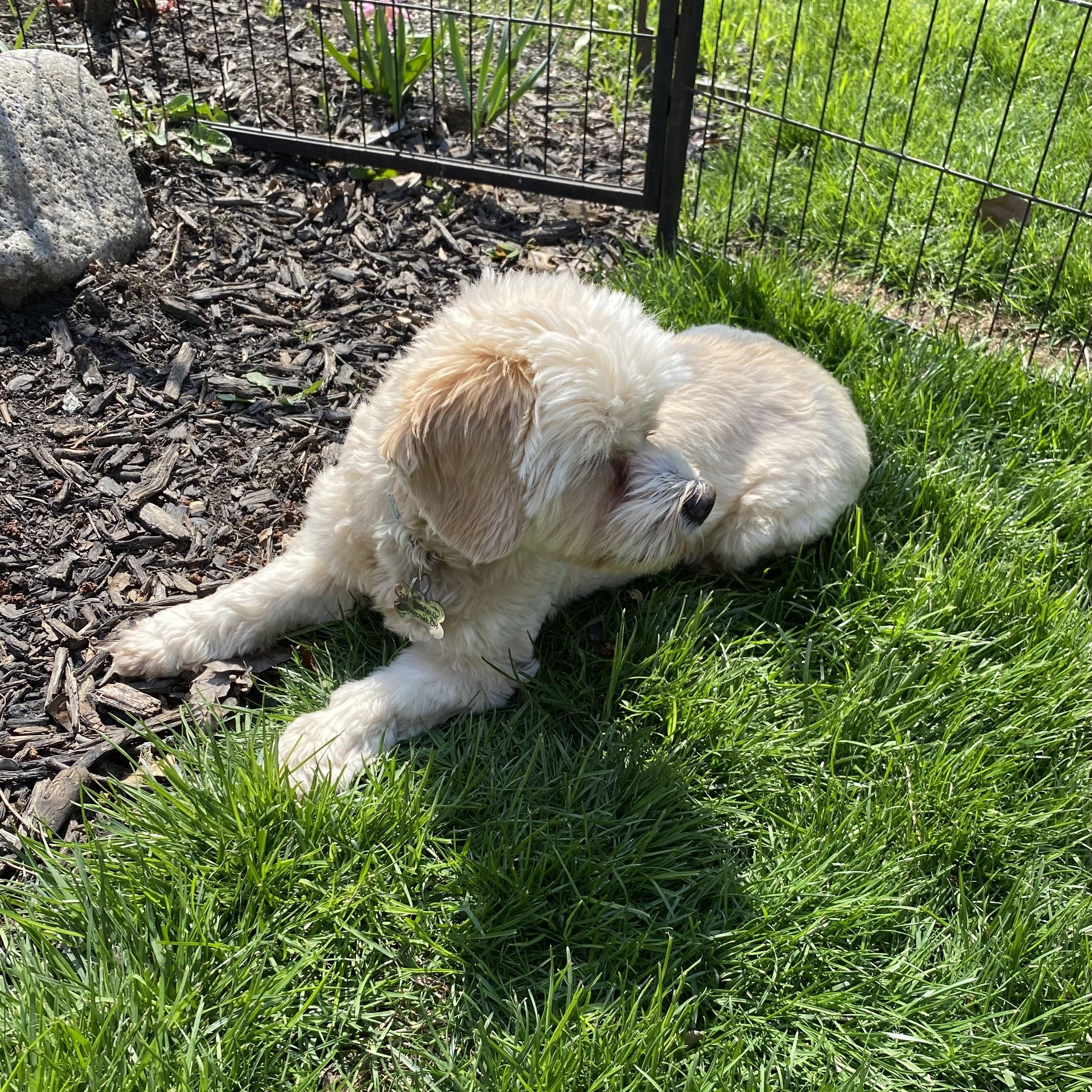 Enlarge Sophie, a Adoptable mixed breed in South Charleston, OH image 3/6