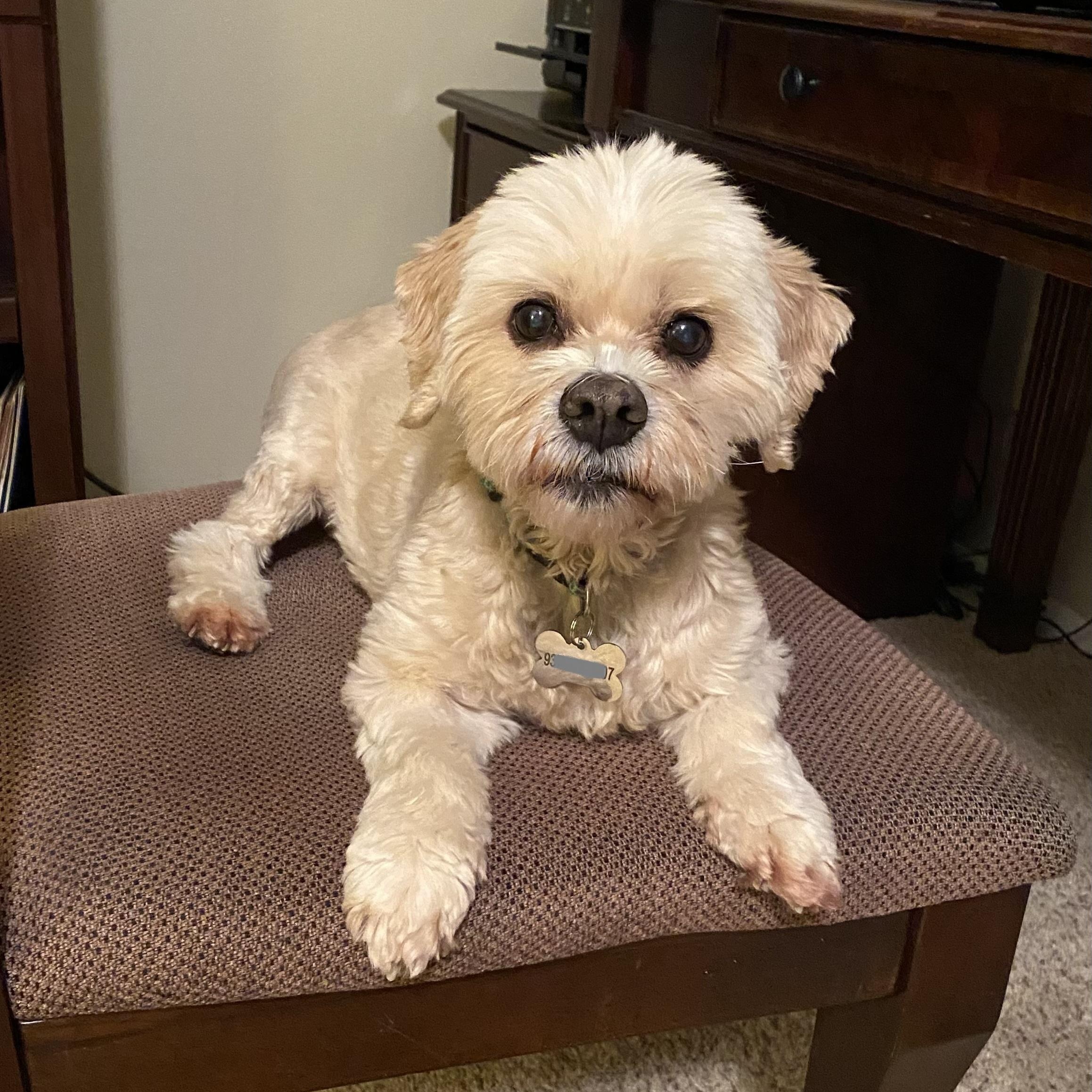 Sophie, Adoptable, Senior Female Cocker Spaniel & Poodle.