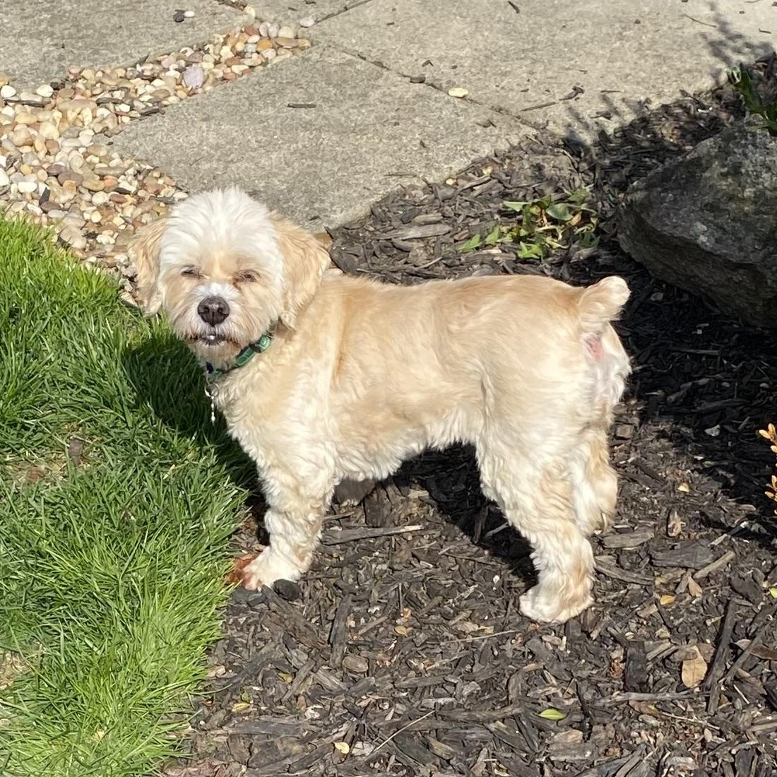 Enlarge Sophie, a Adoptable mixed breed in South Charleston, OH image 2/6