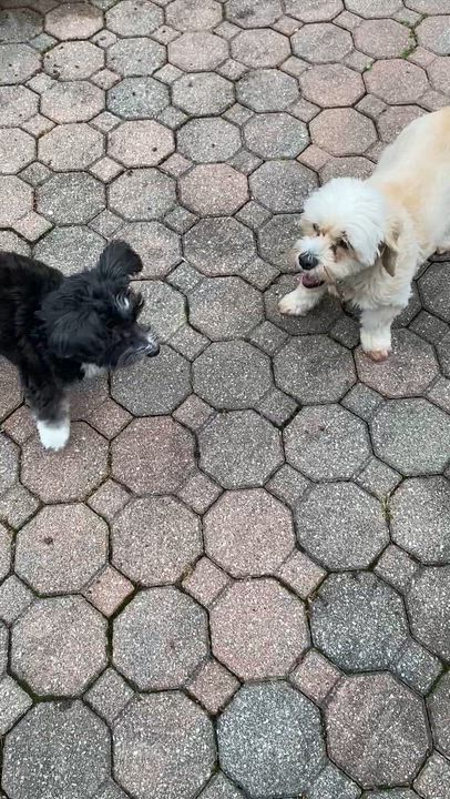 Enlarge Sophie, a Adoptable mixed breed in South Charleston, OH video 6/6