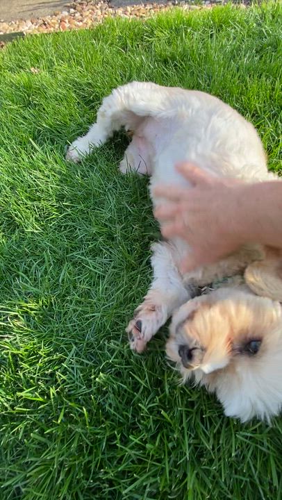 Enlarge Sophie, a Adoptable mixed breed in South Charleston, OH video 6/6