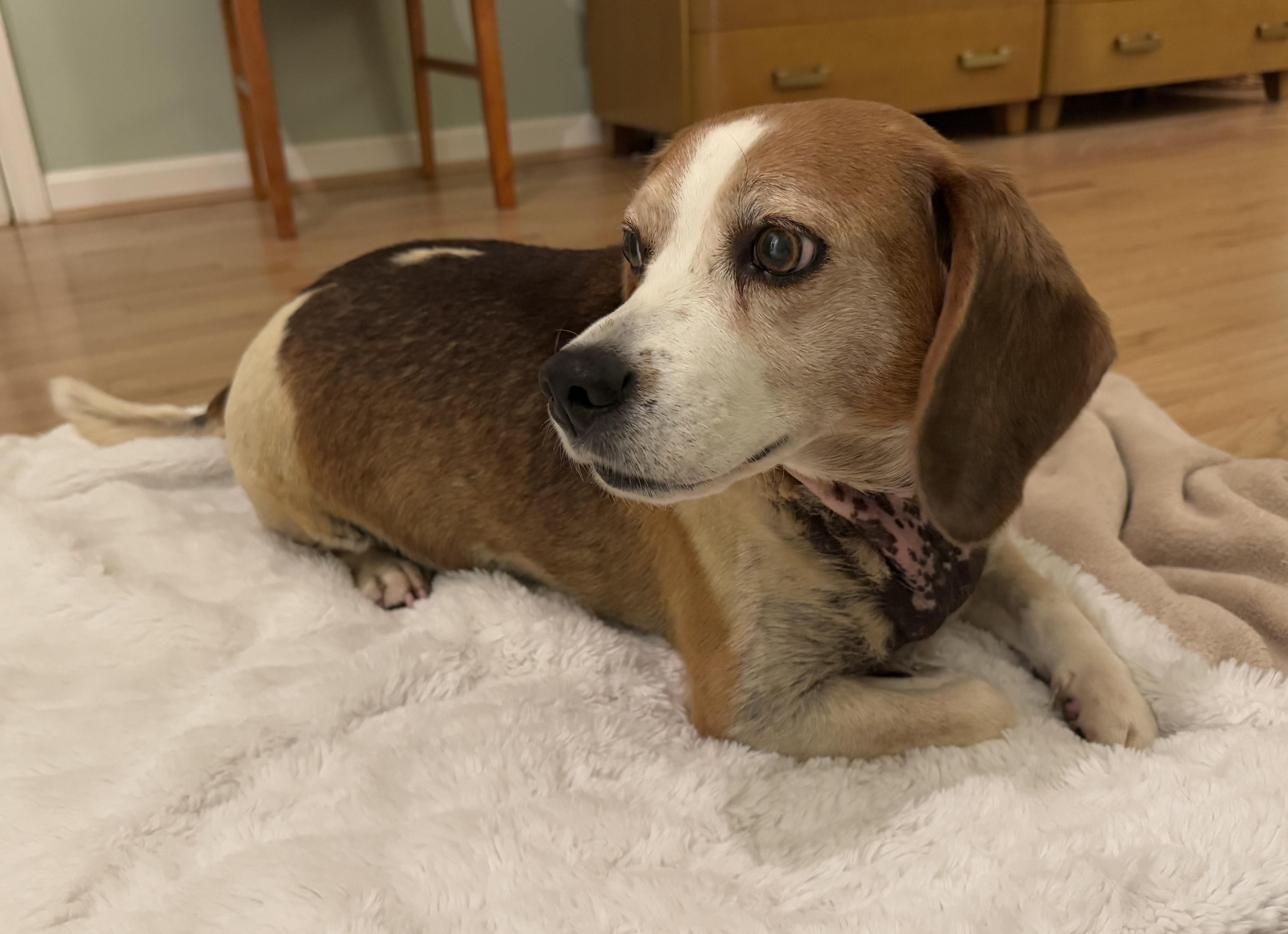 Enlarge Plumpkin, a Adoptable Beagle in Honeoye Falls, NY image 2/2