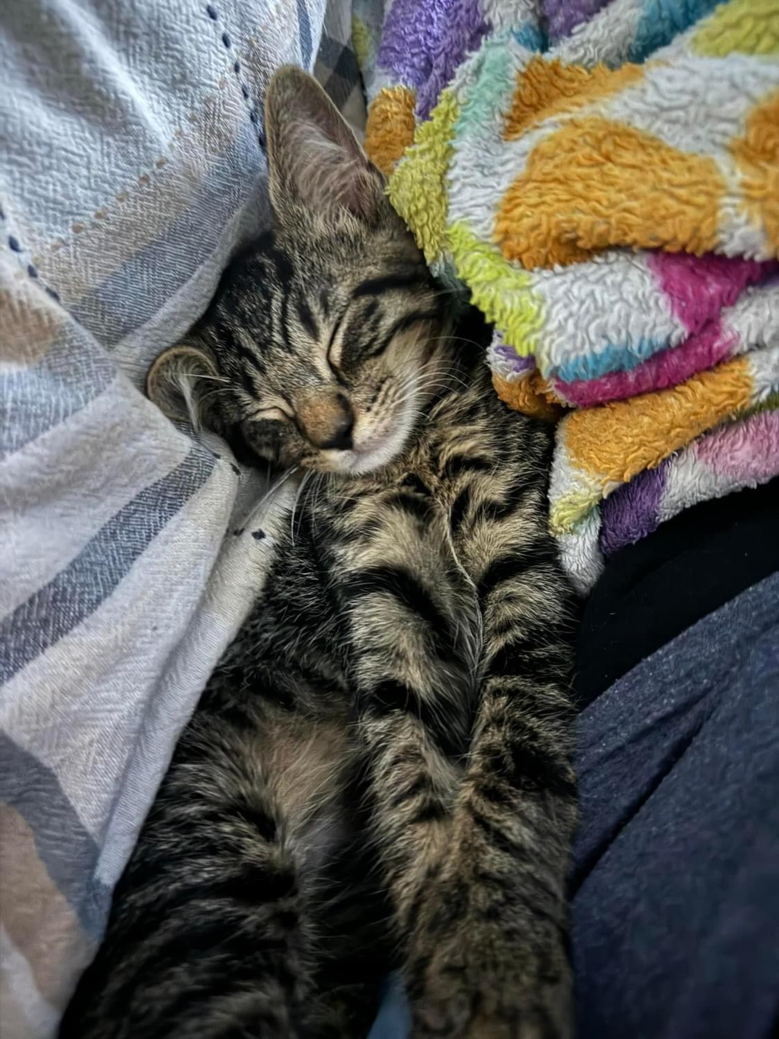 Roddy (Alex-fostered in FL)