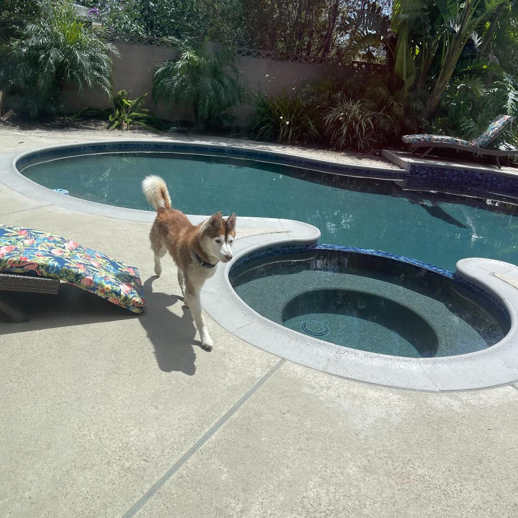 Enlarge Bear, a Adoptable mixed breed in Los Angeles, CA image 5/6