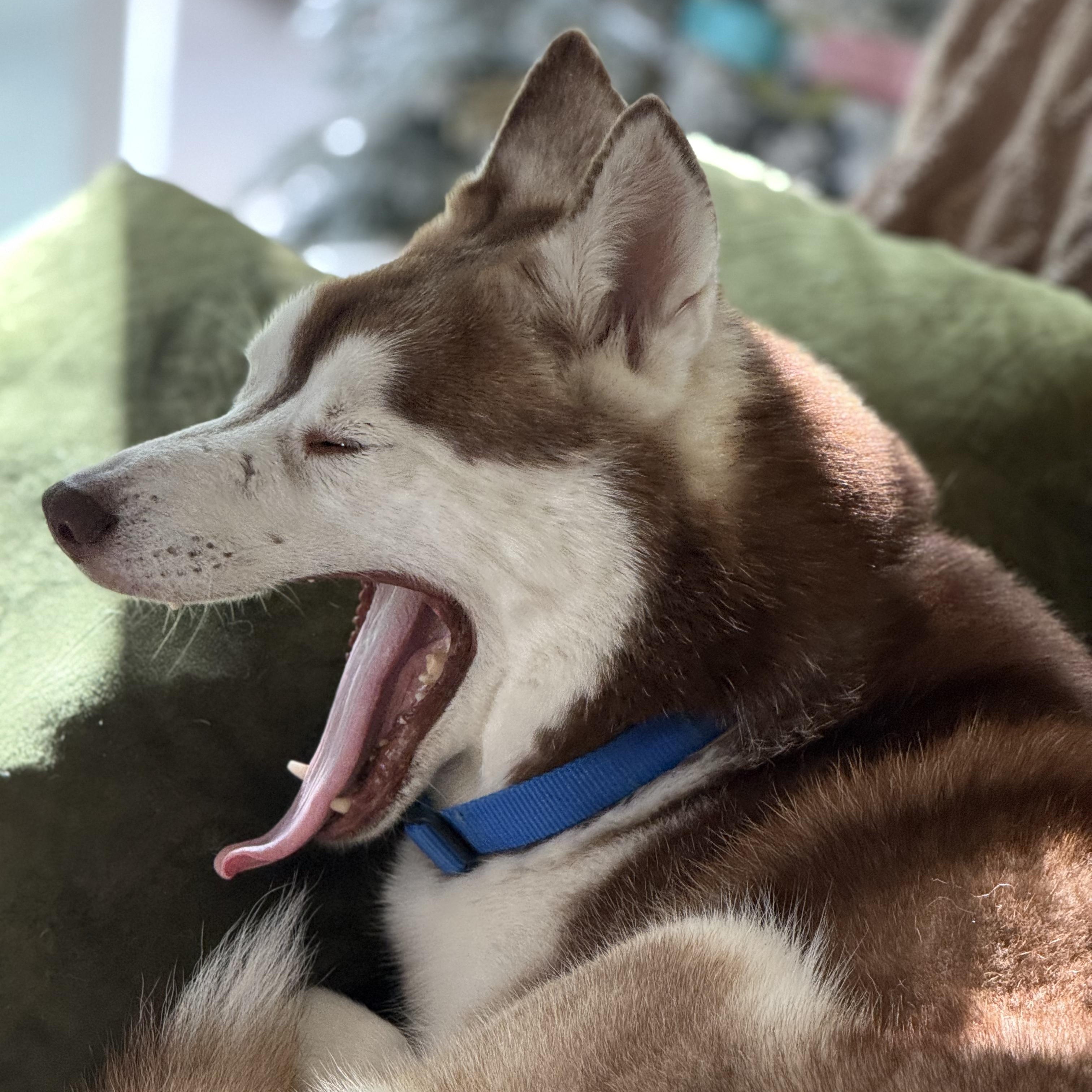 Enlarge Bear, an adopted mixed breed in Thousand Oaks, CA image 4/6