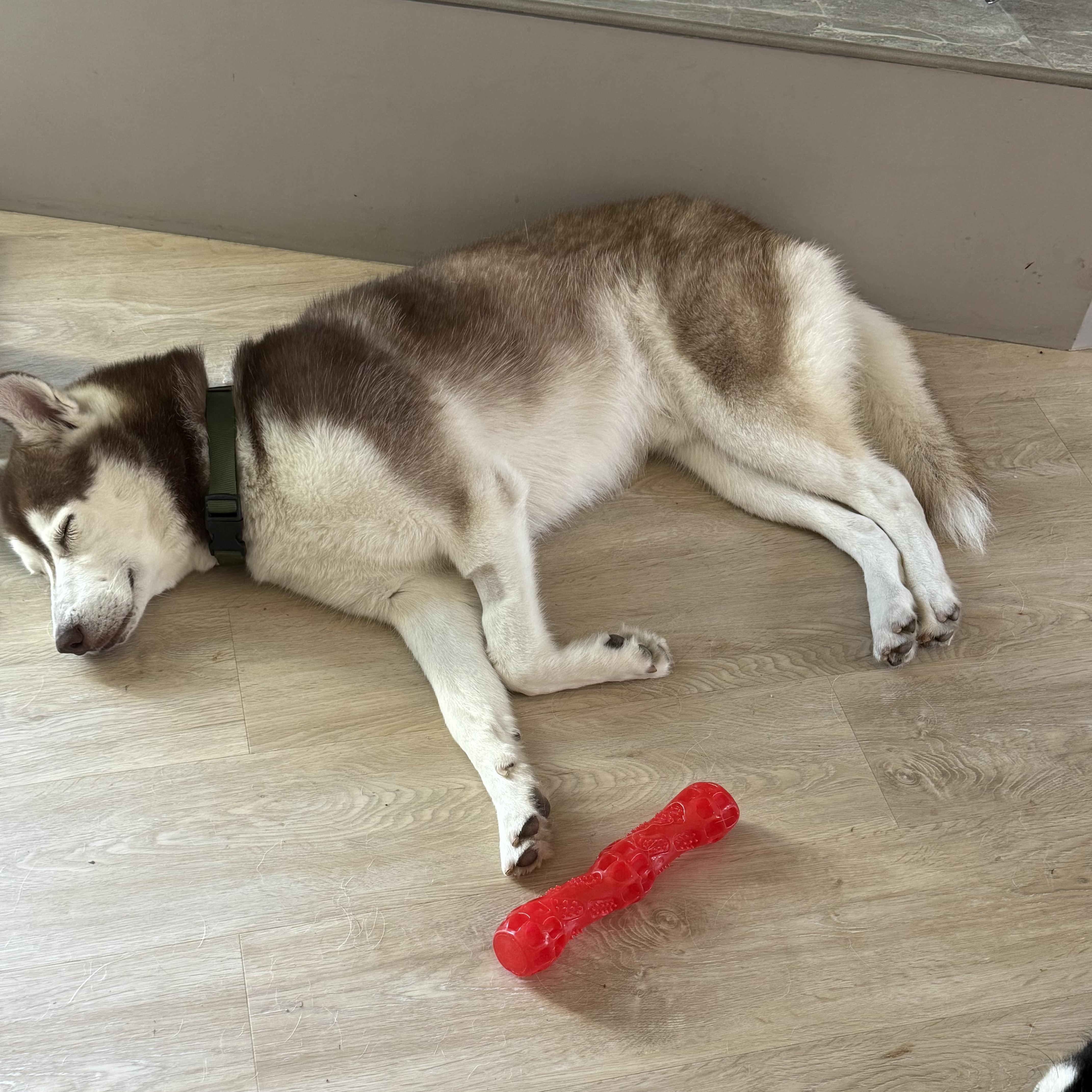 Enlarge Bear, a Adoptable mixed breed in Los Angeles, CA image 1/6